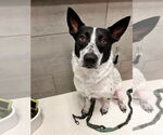 Small #1 Australian Cattle Dog Mix
