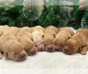 Golden Retriever Puppy for Sale in CERES, California USA