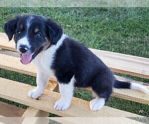 Border Collie-English Shepherd Mix Puppy for sale in FREDERICKSBRG, PA, USA