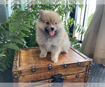 Small Photo #5 Pomeranian Puppy For Sale in BENTON, IL, USA