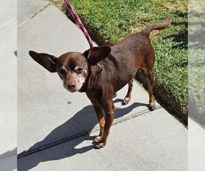 Chihuahua Dogs for adoption in Camarillo, CA, USA