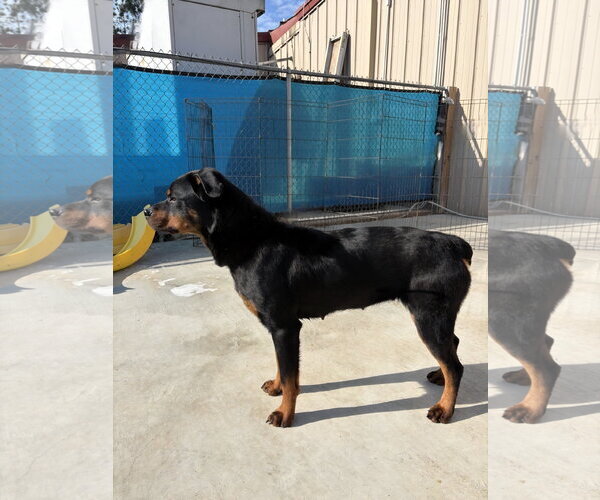 Medium Photo #4 Rottweiler Puppy For Sale in White Hall, AR, USA