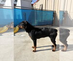 Small #3 Rottweiler