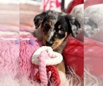Small Photo #28 Australian Shepherd Puppy For Sale in NEW BRAUNFELS, TX, USA