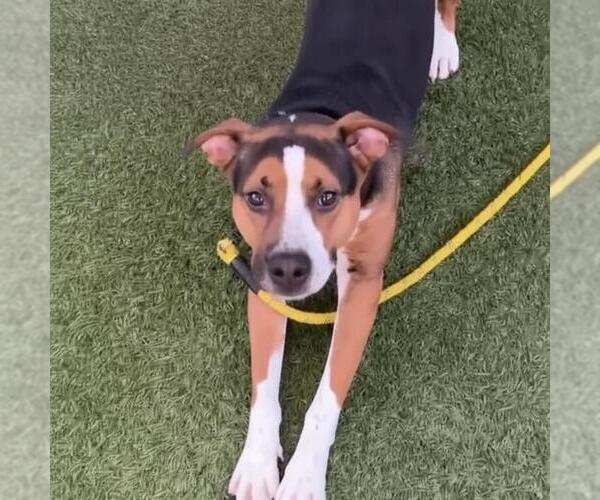 Medium Photo #1 Mutt Puppy For Sale in Las Vegas, NV, USA