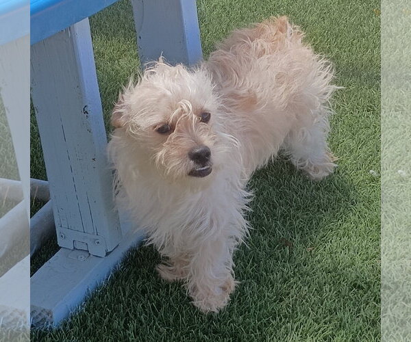 Medium Photo #4 Poodle (Miniature)-Unknown Mix Puppy For Sale in Apple Valley, CA, USA