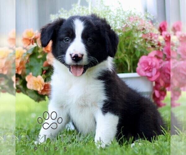 Medium Photo #1 Border Collie Puppy For Sale in QUARRYVILLE, PA, USA