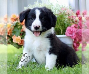 Border Collie Puppy for sale in QUARRYVILLE, PA, USA
