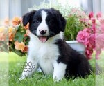 Small Border Collie