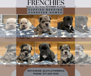 French Bulldog Puppy for sale in ALEXANDRIA, VA, USA