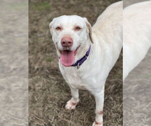 Labrador Retriever-Unknown Mix Dogs for adoption in Brewster, NY, USA