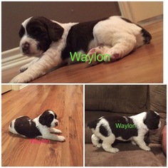 English Springer Spaniel Puppy for sale in FAYETTEVILLE, TX, USA