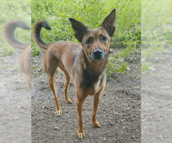 Medium Photo #2 German Shepherd Dog-Unknown Mix Puppy For Sale in Brooklyn Center, MN, USA
