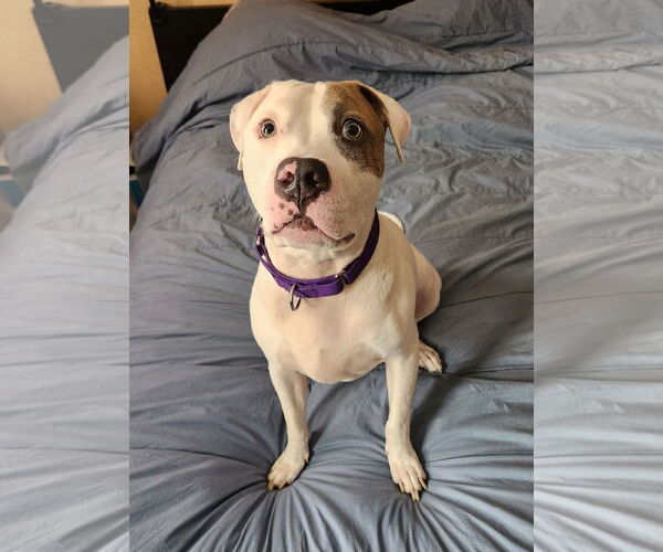 Medium Photo #12 Mutt Puppy For Sale in Philadelphia, PA, USA