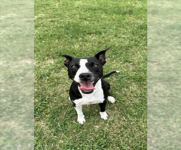 Medium Photo #1 American Pit Bull Terrier-Unknown Mix Puppy For Sale in Corpus Christi, TX, USA