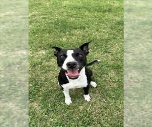 American Pit Bull Terrier-Unknown Mix Dogs for adoption in Corpus Christi, TX, USA