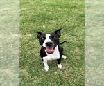 Small American Pit Bull Terrier Mix
