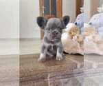 Small #1 French Bulldog