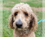 Small #8 Poodle (Standard)