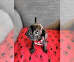 Small Photo #5 French Bulldog Puppy For Sale in FONTANA, CA, USA