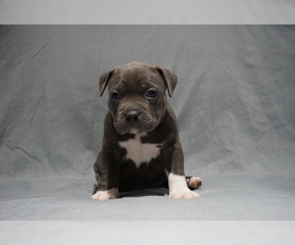Medium Photo #2 American Bully Puppy For Sale in BRANDYWINE, MD, USA
