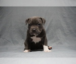 Small Photo #2 American Bully Puppy For Sale in BRANDYWINE, MD, USA