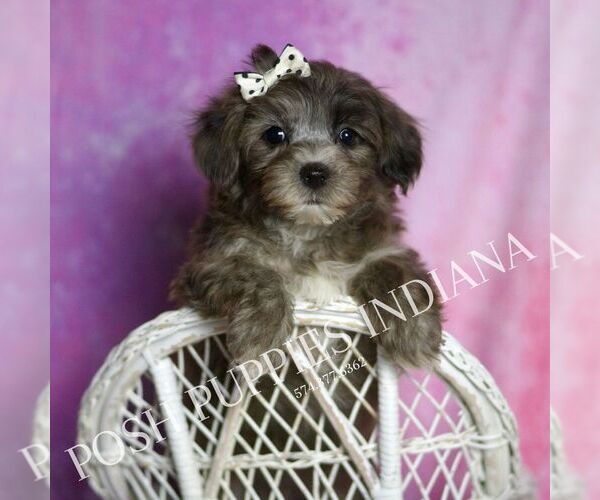 Medium Photo #110 Yorkipoo Puppy For Sale in WARSAW, IN, USA