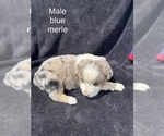 Image preview for Ad Listing. Nickname: Litter of 9