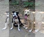 Small #13 Labrador Retriever Mix