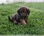 Small #4 Goldendoodle