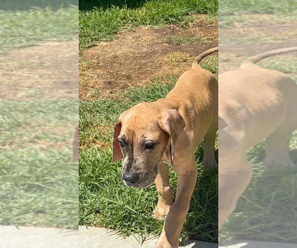 Medium Photo #17 Great Dane Puppy For Sale in CORONA, CA, USA