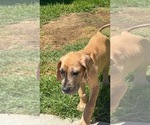 Small #16 Great Dane