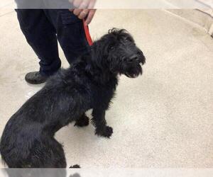 Labradoodle Dogs for adoption in Riverside, CA, USA