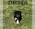 Small #2 YorkiePoo