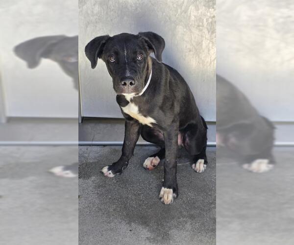 Medium Photo #2 Mutt Puppy For Sale in Downey, CA, USA