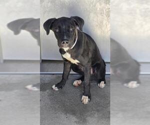 LOKI - Male Mutt Dog for Adoption - Photo #2