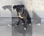 Small Photo #2 Mutt Puppy For Sale in Downey, CA, USA