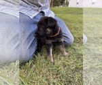 Small Photo #22 German Shepherd Dog Puppy For Sale in SENECA, SC, USA