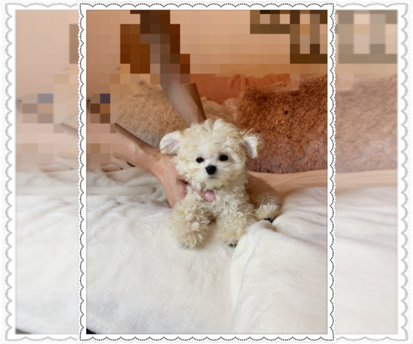 Medium Photo #4 Poodle (Toy) Puppy For Sale in CHINO HILLS, CA, USA