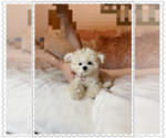 Small Photo #4 Poodle (Toy) Puppy For Sale in CHINO HILLS, CA, USA