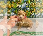 Small Maltipoo (Miniature)