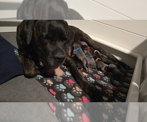 Mother of the Cane Corso puppies born on 06/04/2025
