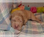 Small Photo #117 Great Dane Puppy For Sale in SPRAGGS, PA, USA
