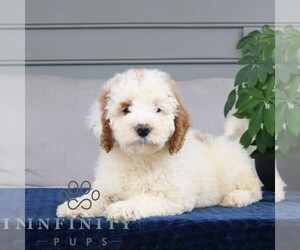 Goldendoodle Puppy for sale in NARVON, PA, USA