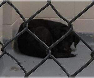 Labrador Retriever-Unknown Mix Dogs for adoption in Anchorage, AK, USA