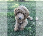 Small Photo #2 Poodle (Standard) Puppy For Sale in ARCADIA, OK, USA