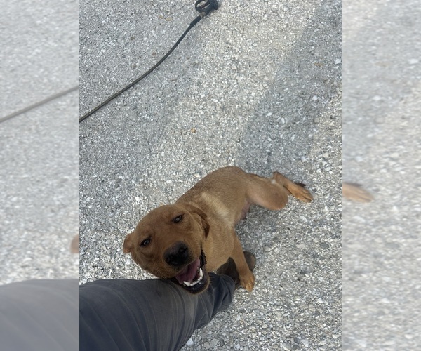 Medium Photo #1 Labrador Retriever Puppy For Sale in DONNELLSON, IA, USA
