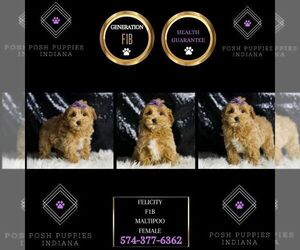 Maltipoo Puppy for sale in WARSAW, IN, USA