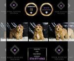 Small Maltipoo