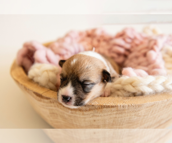 Medium Photo #1 Pembroke Welsh Corgi Puppy For Sale in WAVERLY HALL, GA, USA